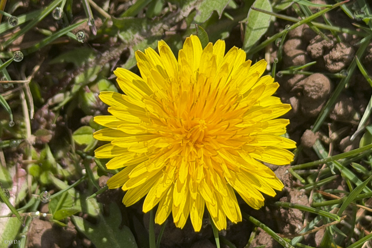 Nature Image