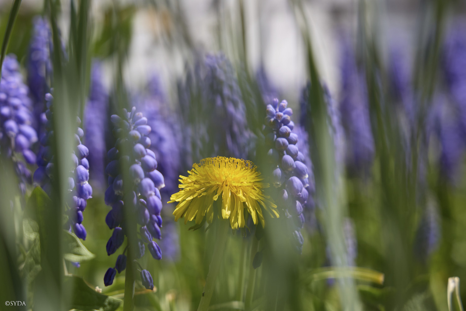 Nature Image