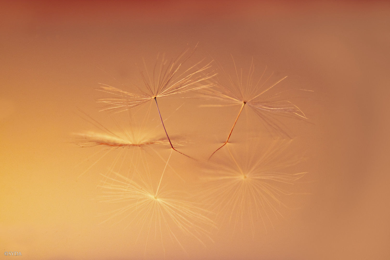 Nature Image
