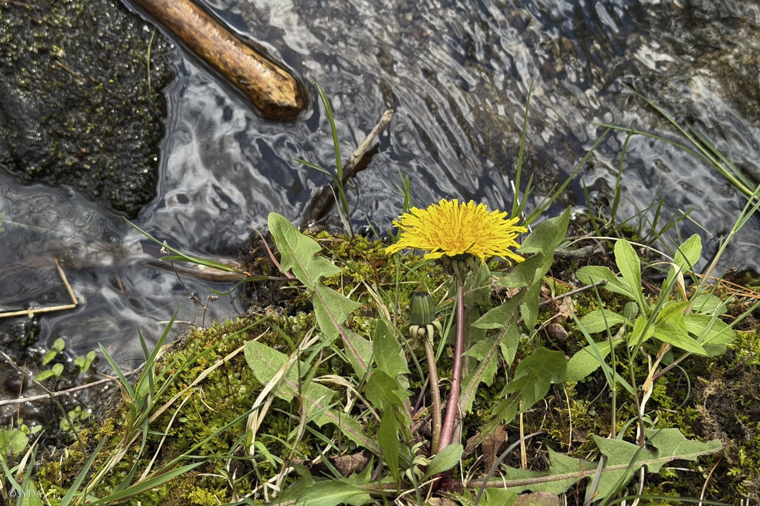Nature Image