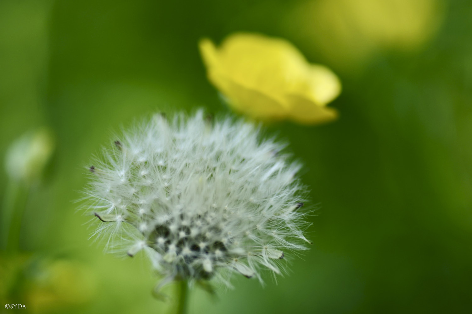 Nature Image