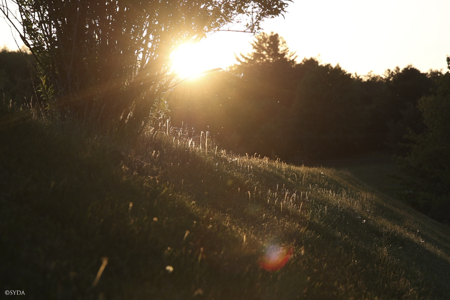 Nature Image