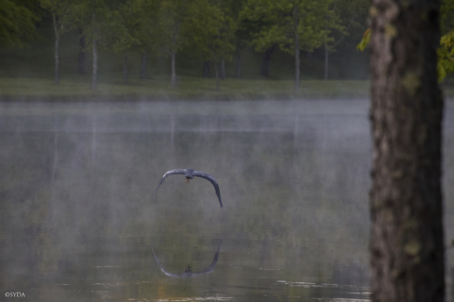 Nature Image