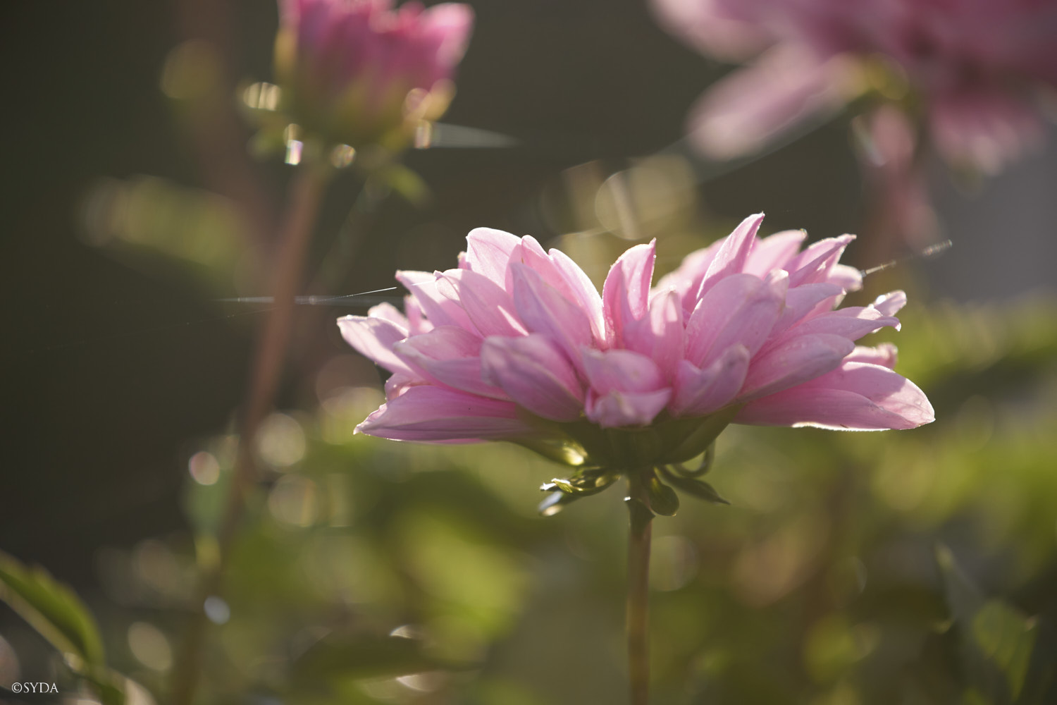 Nature Image