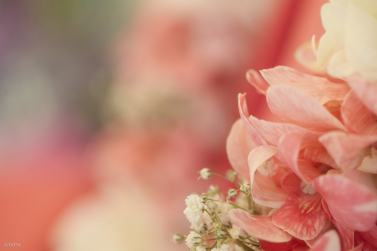 Nature Image