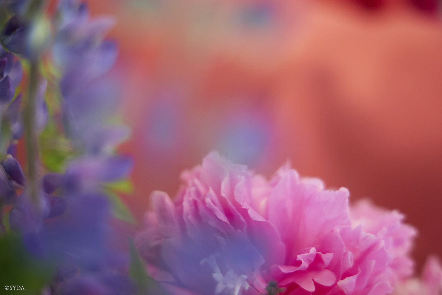 Nature Image
