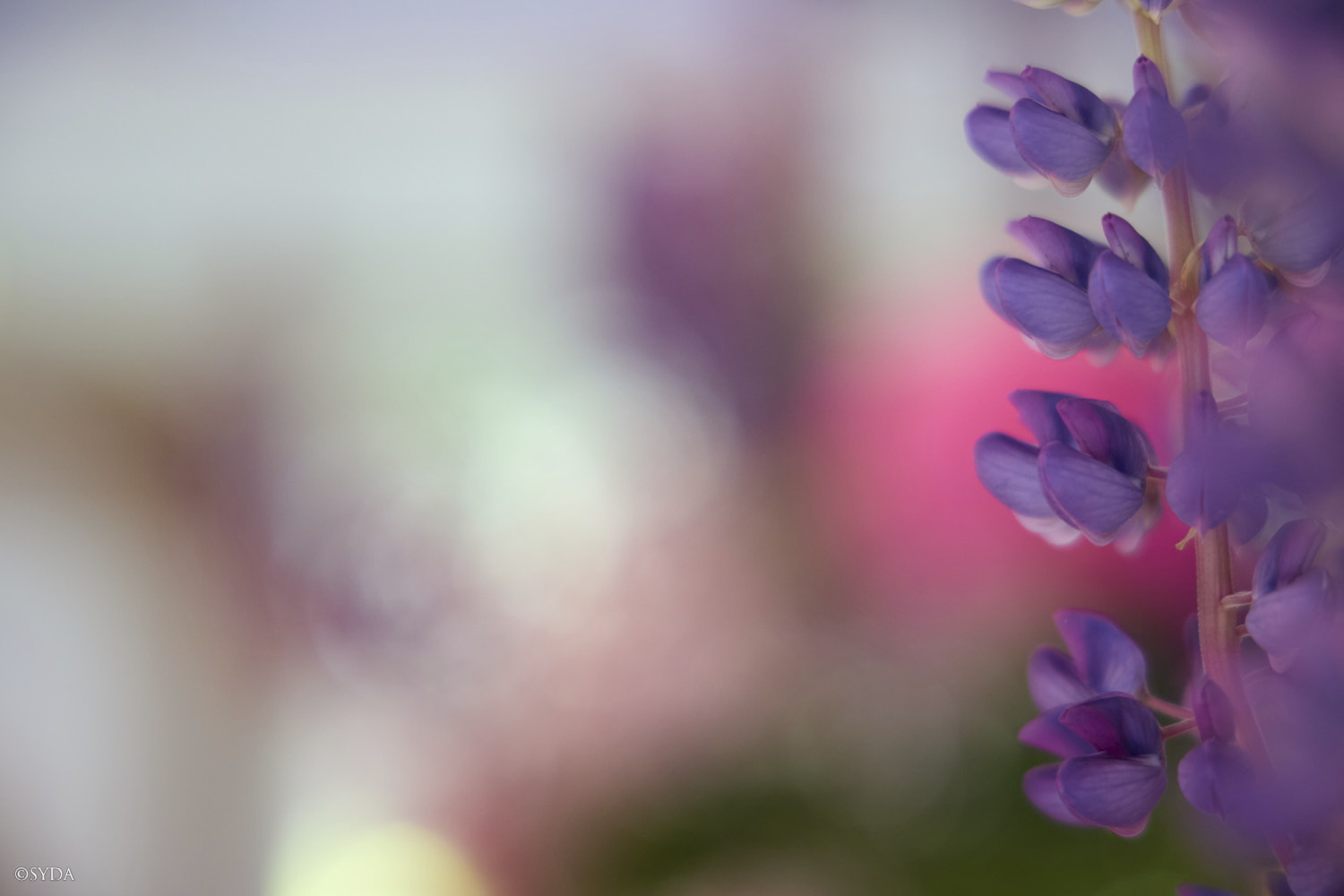 Nature Image