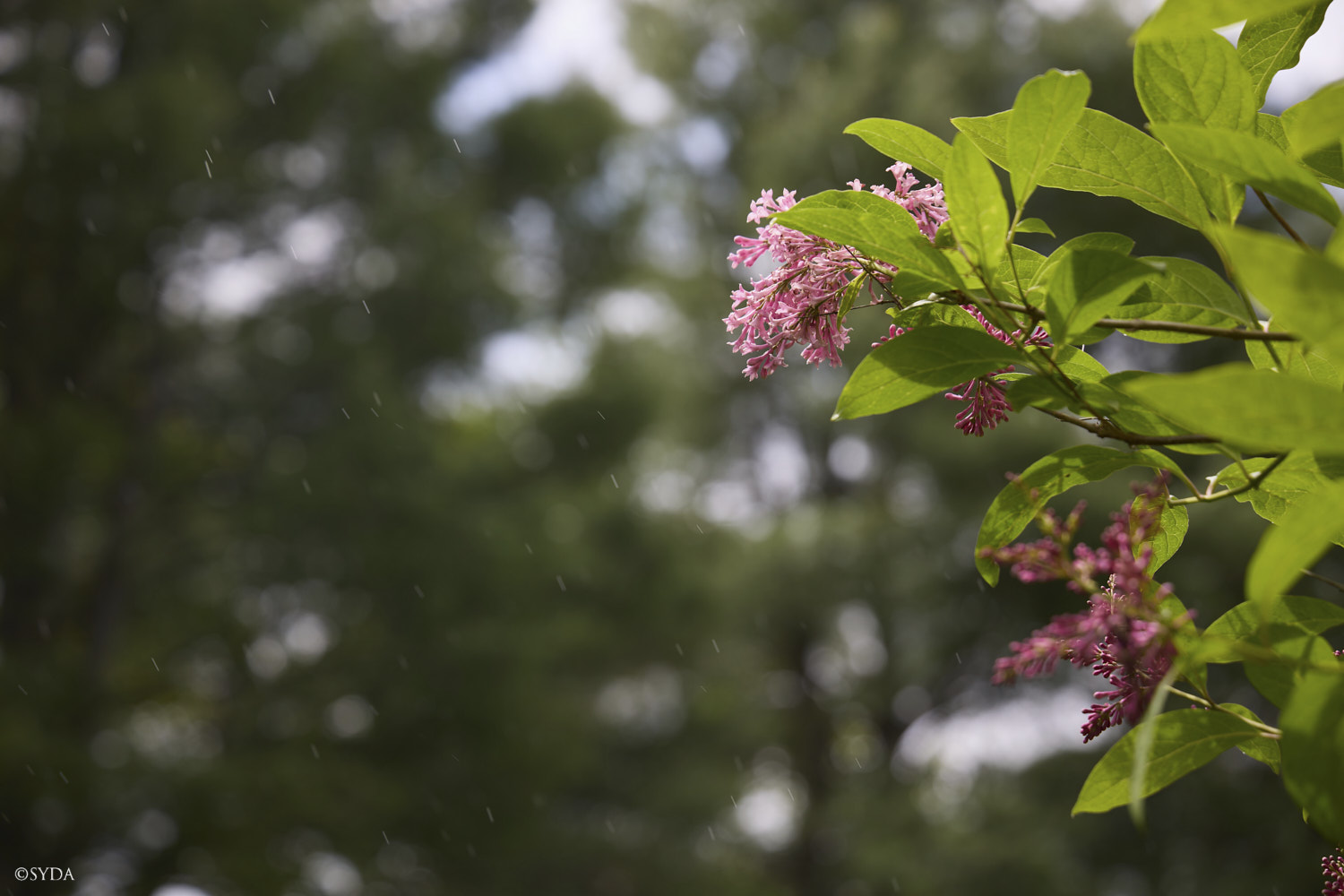 Nature Image
