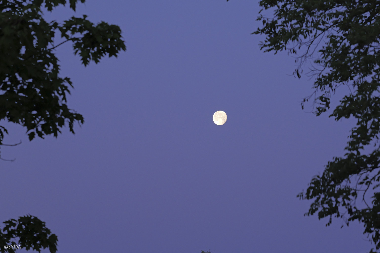 Nature Image