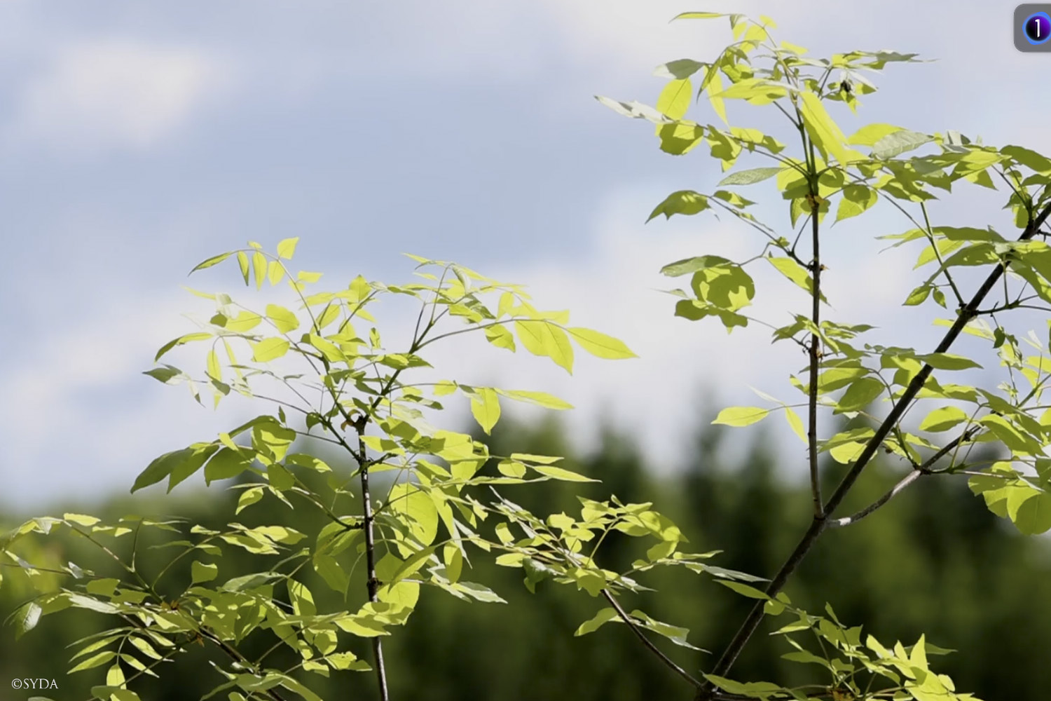 Nature Image