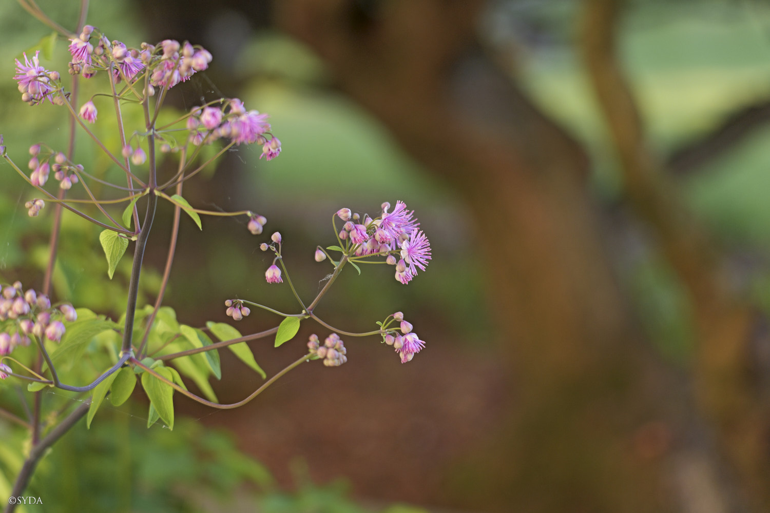 Nature Image