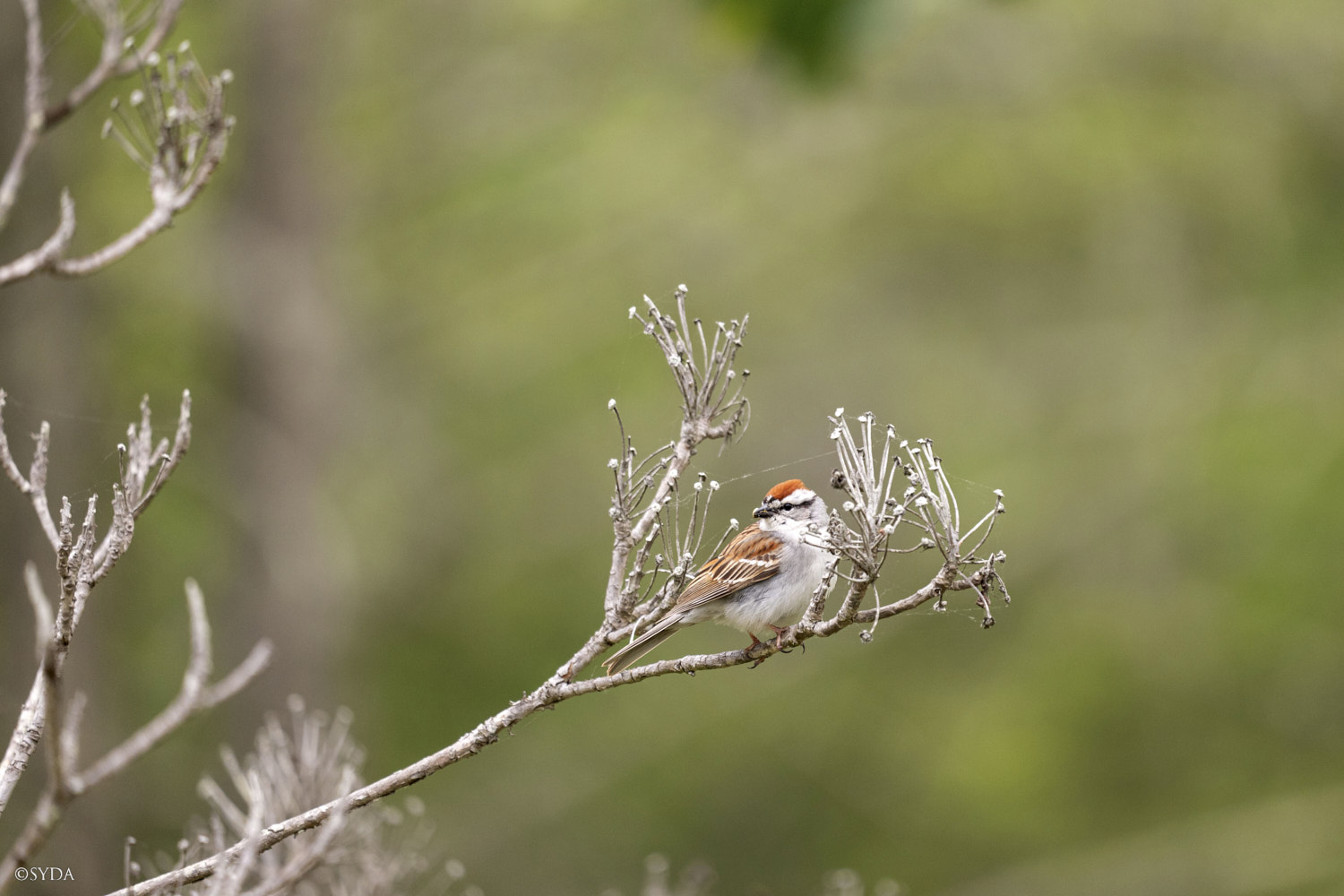 Nature Image