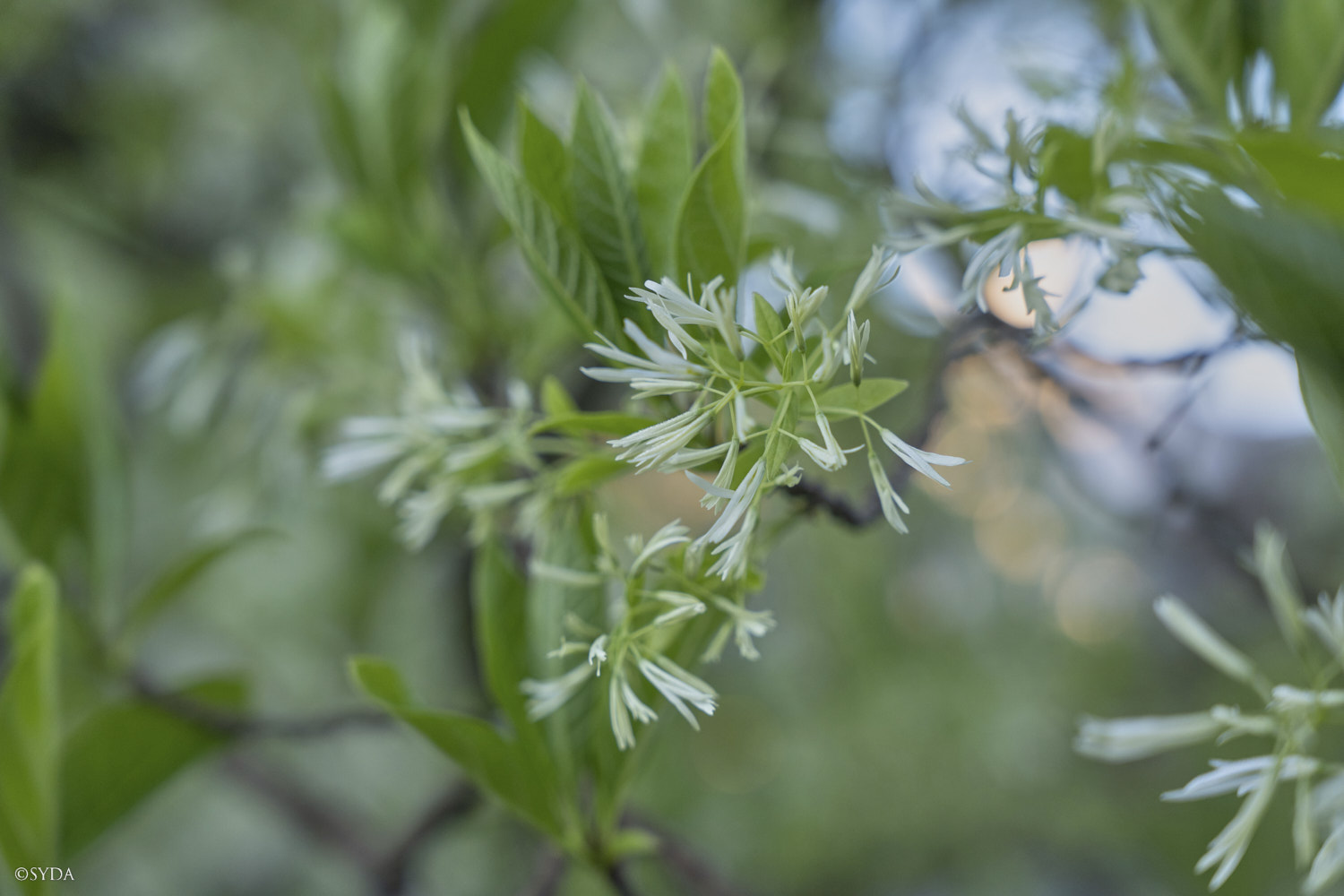 Nature Image