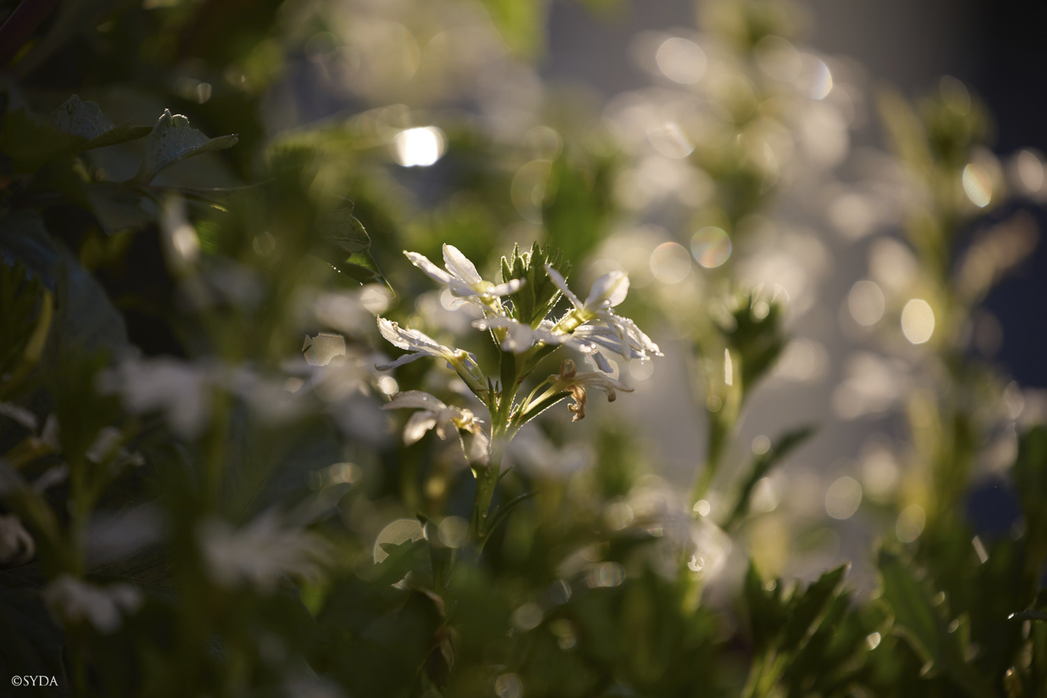 Nature Image