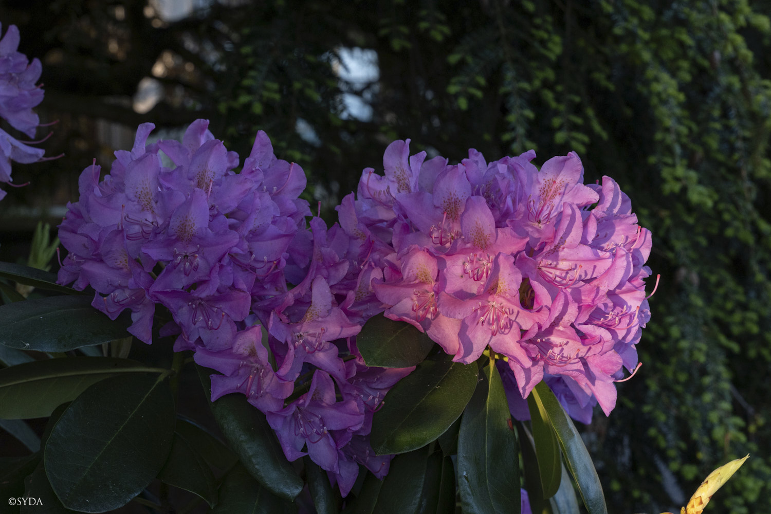 Nature Image