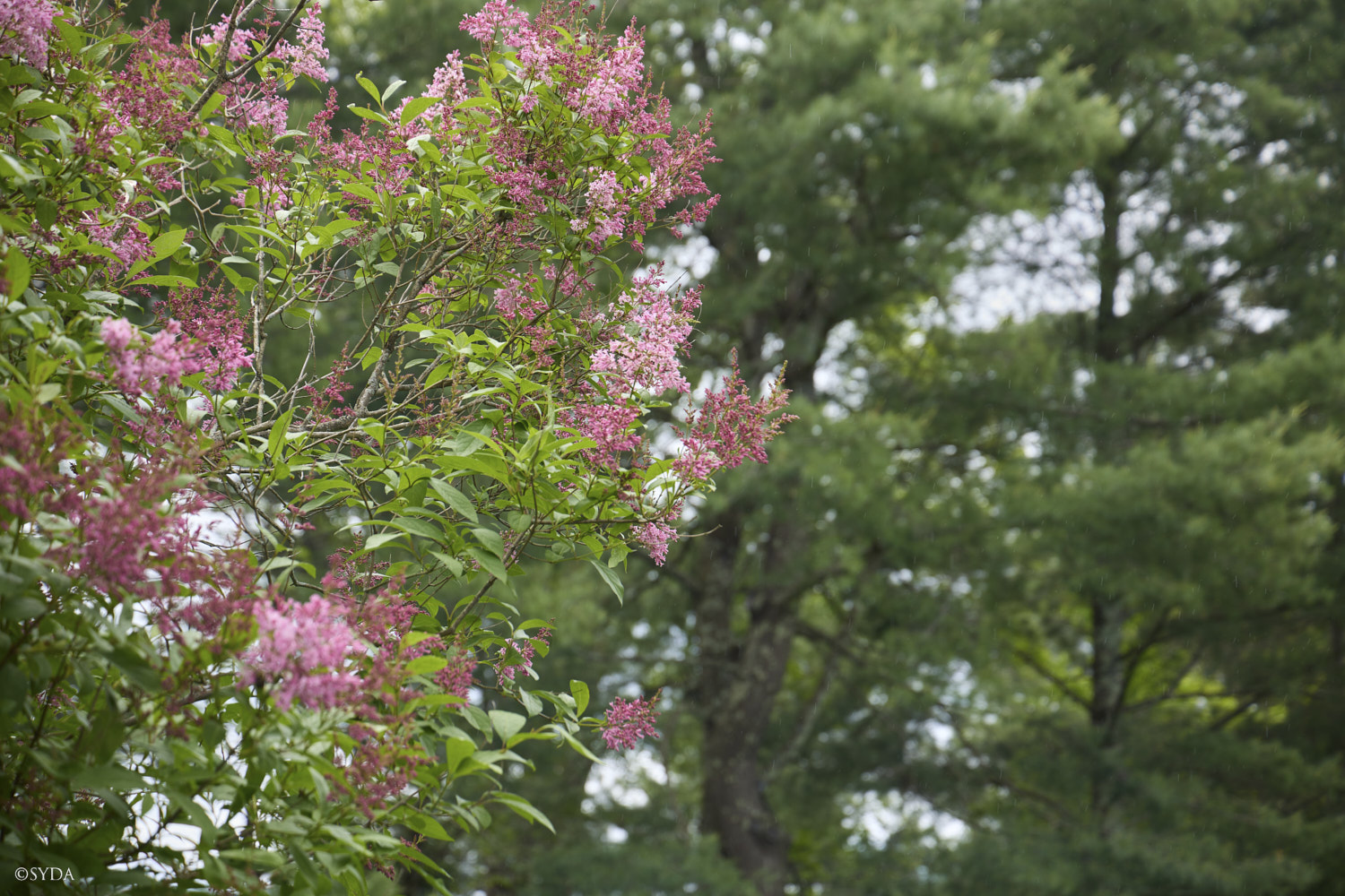 Nature Image