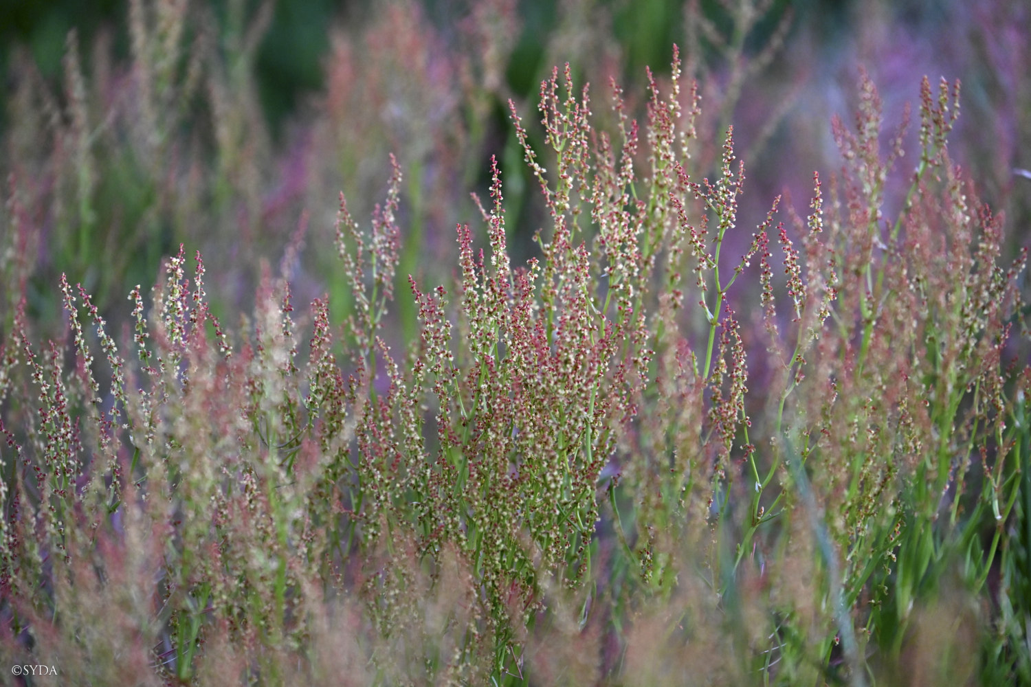 Nature Image