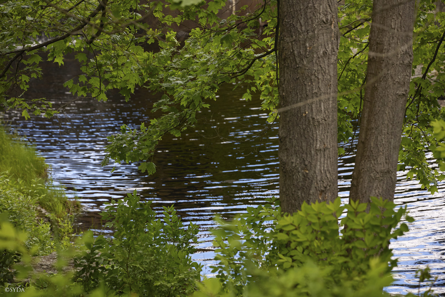 Nature Image