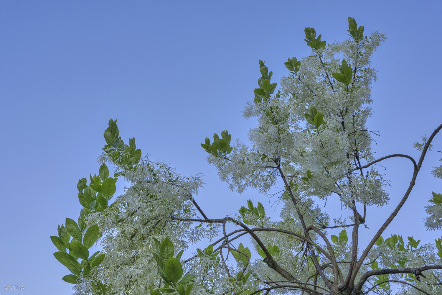 Nature Image