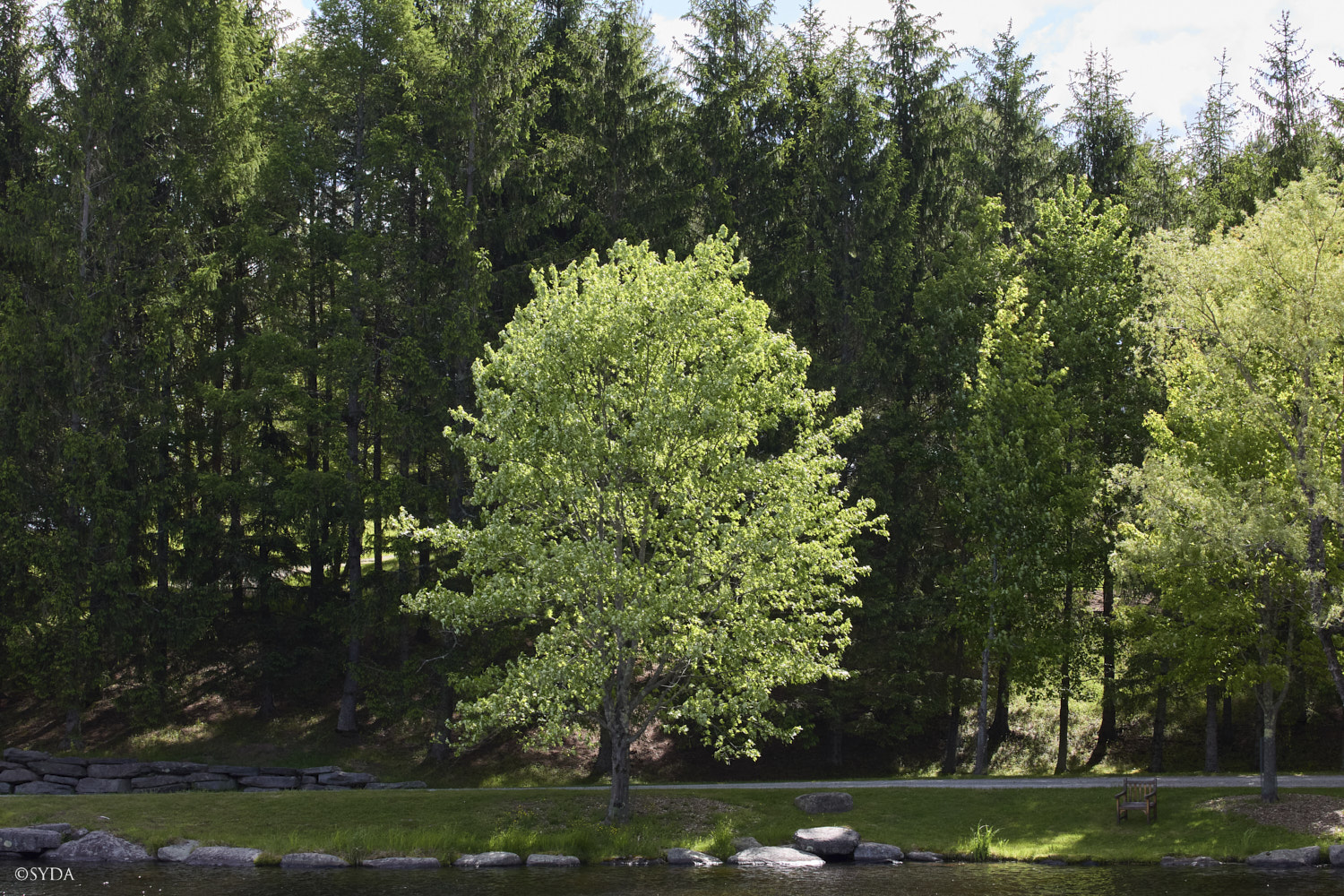 Nature Image