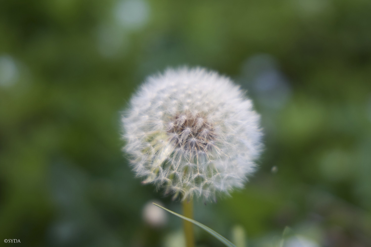 Nature Image