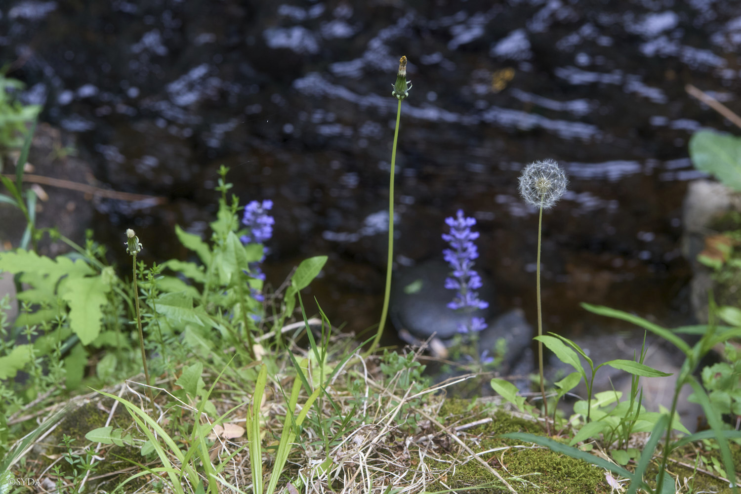 Nature Image