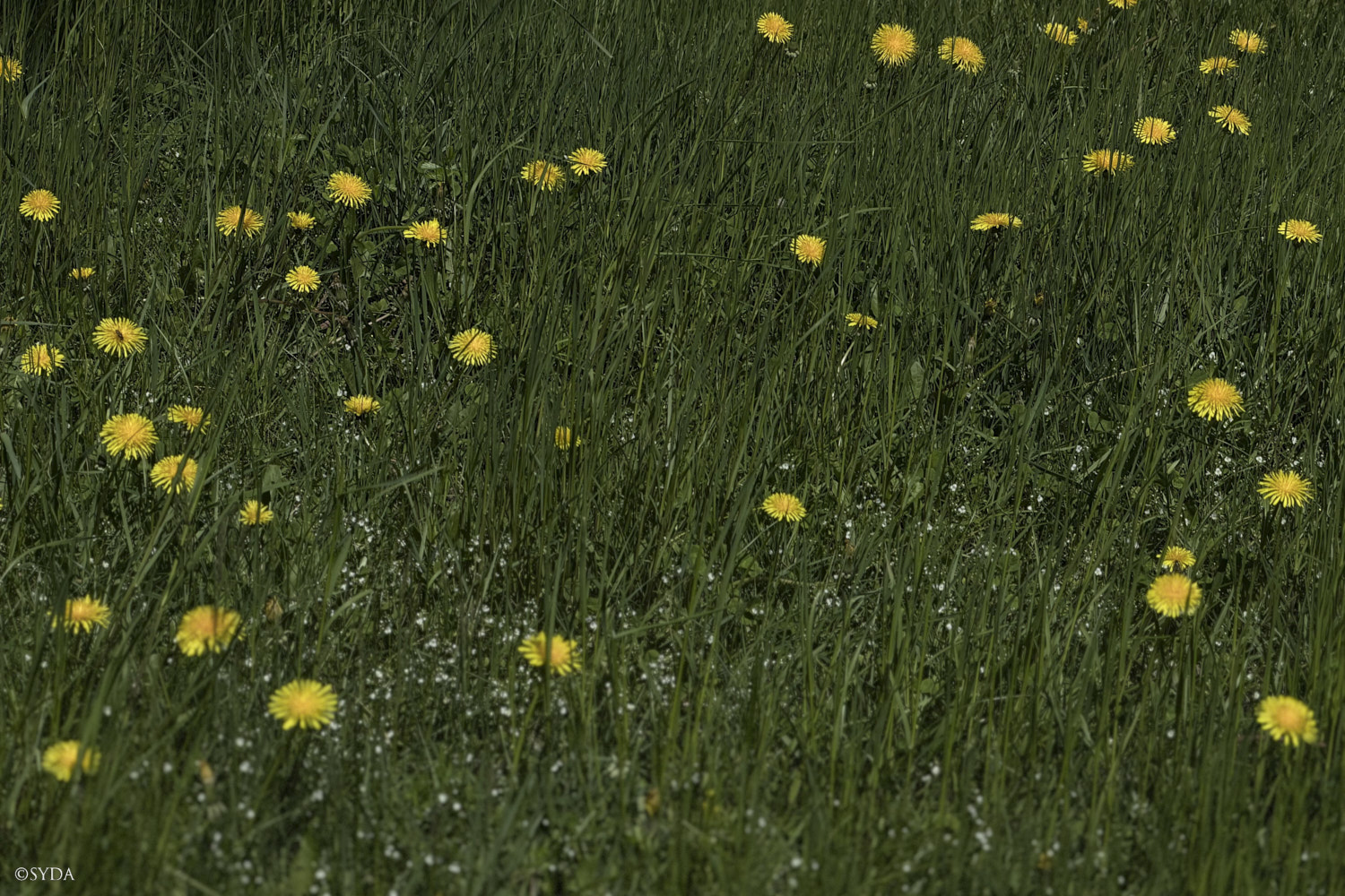 Nature Image