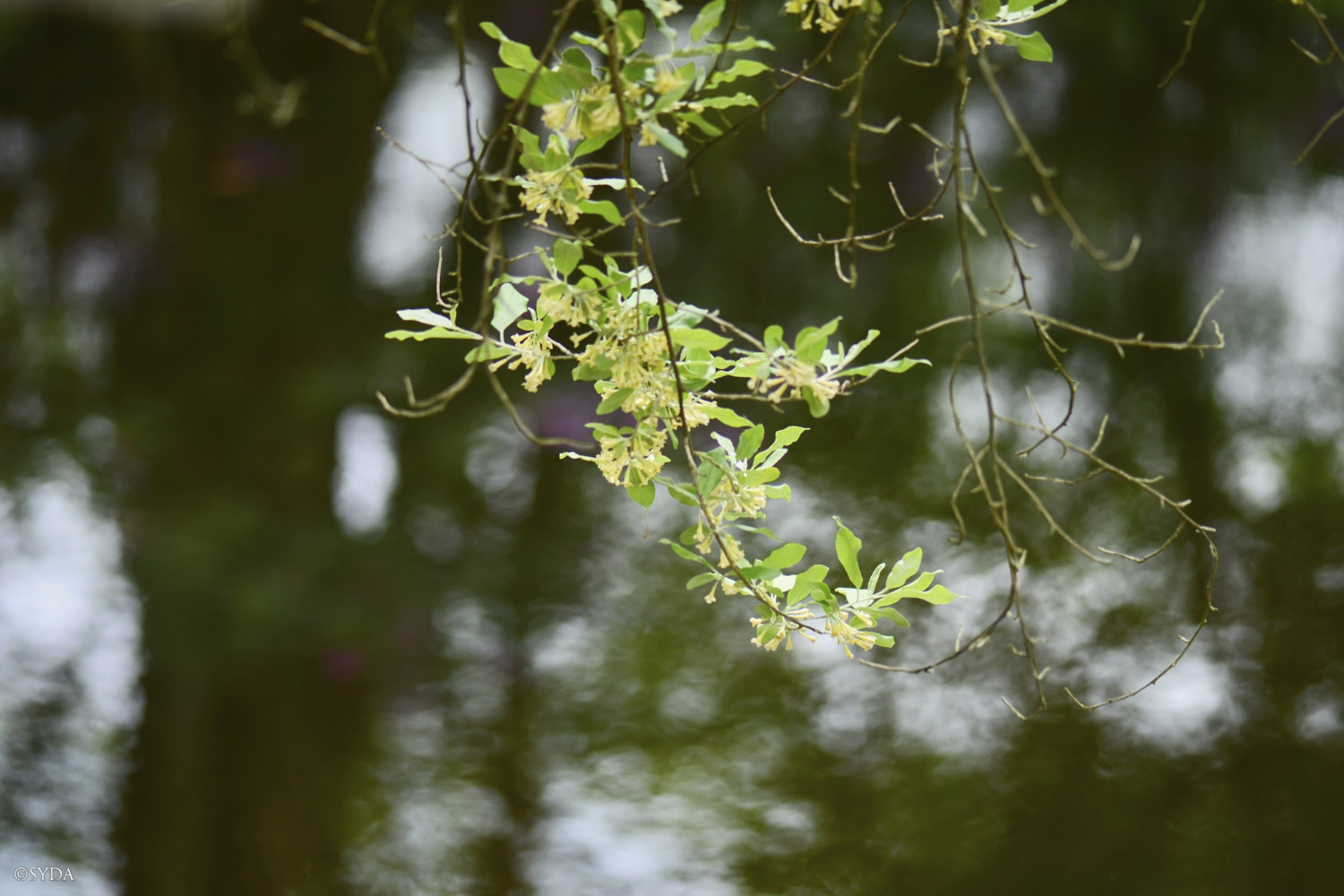 Nature Image