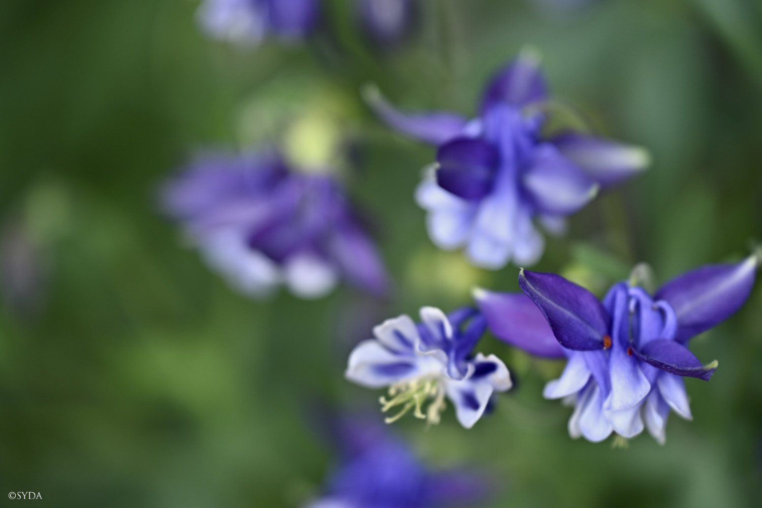 Nature Image