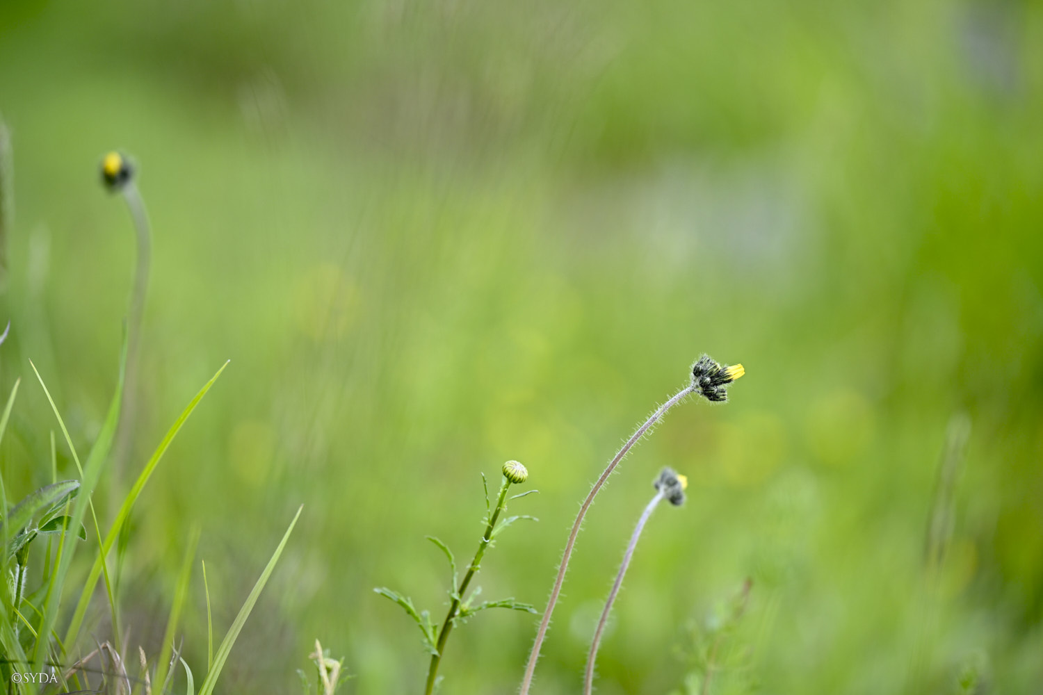 Nature Image