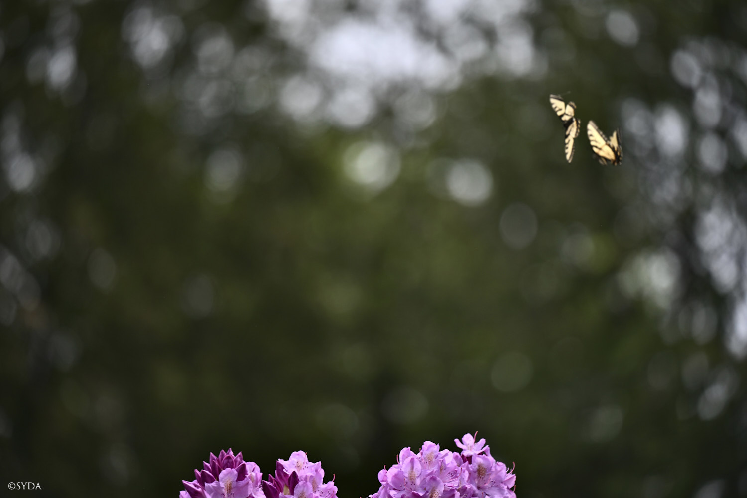 Nature Image