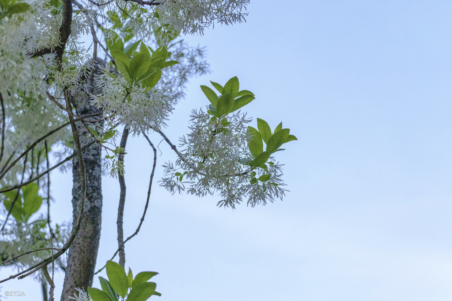 Nature Image