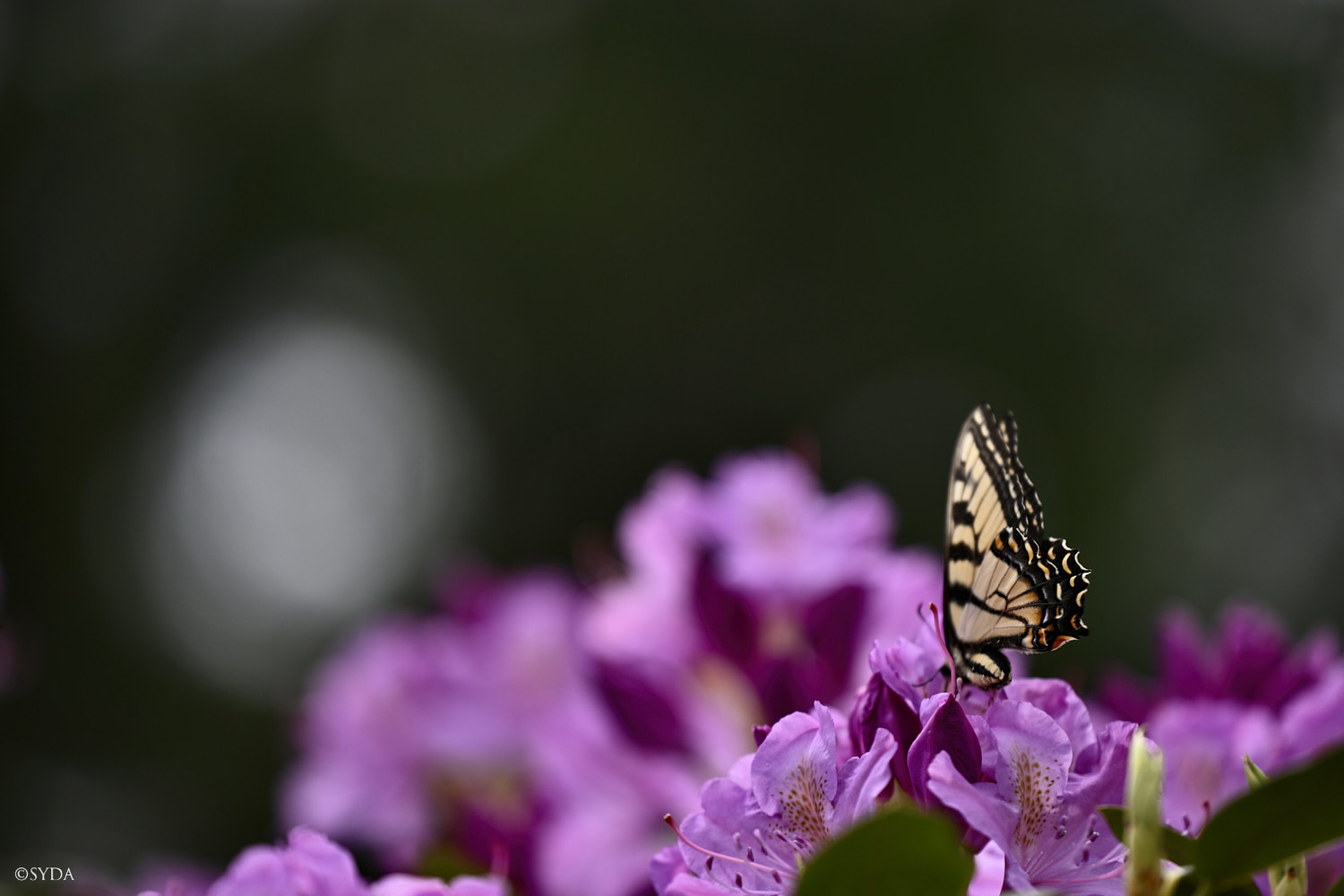 Nature Image