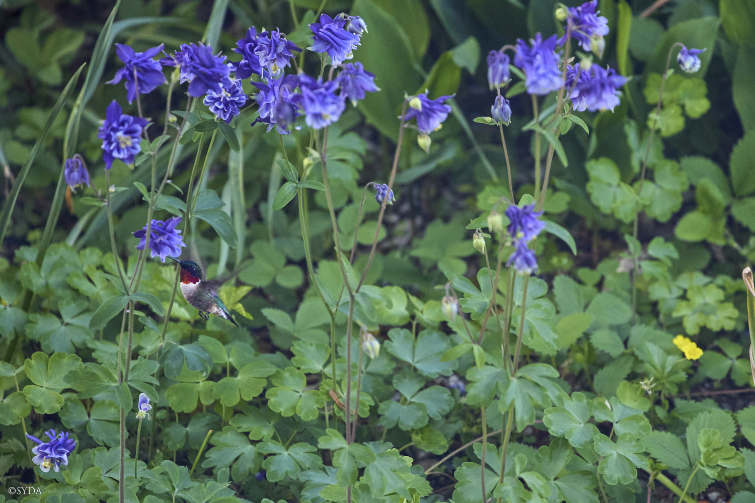 Nature Image