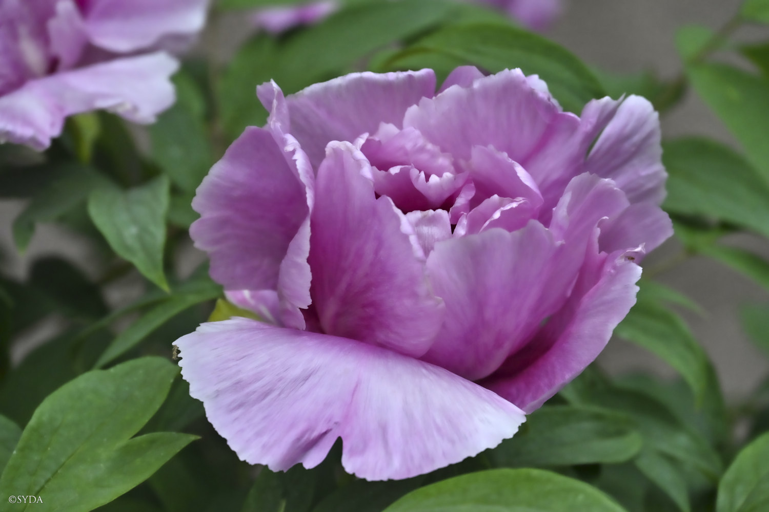 Nature Image