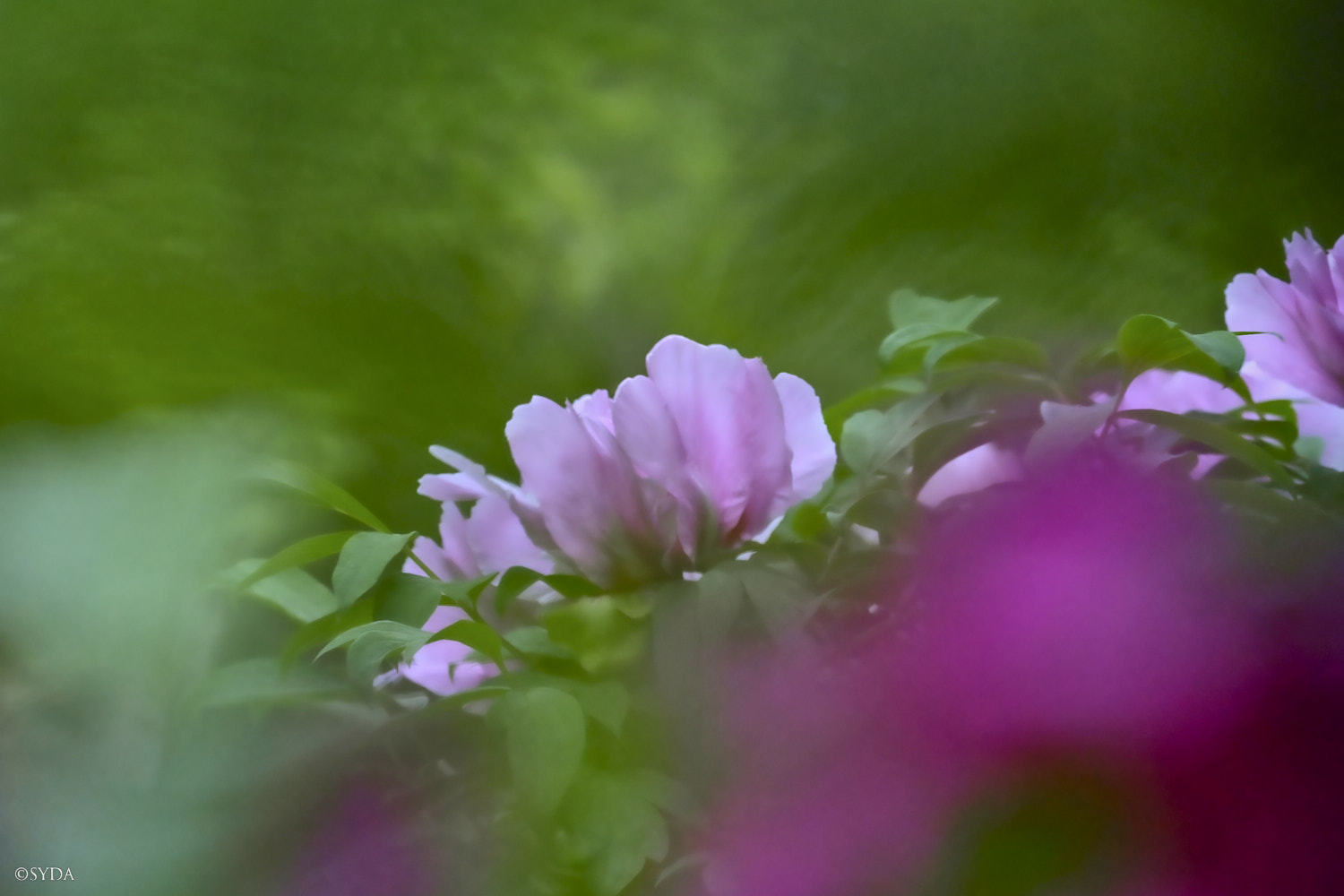 Nature Image