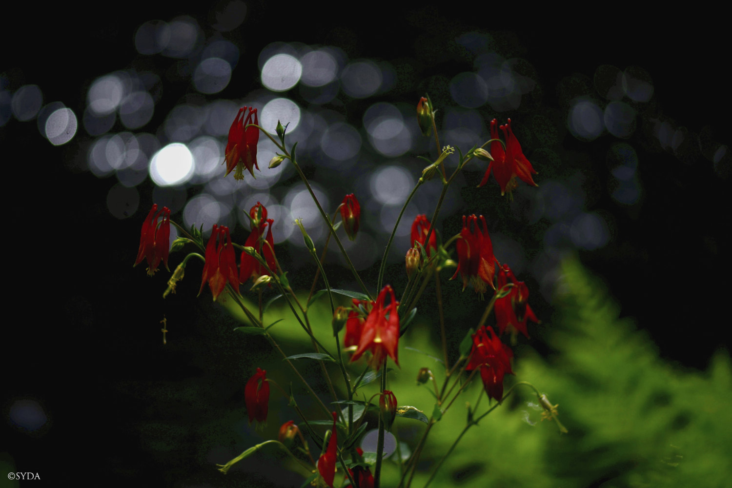 Nature Image