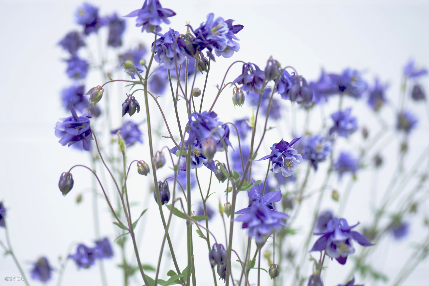 Nature Image