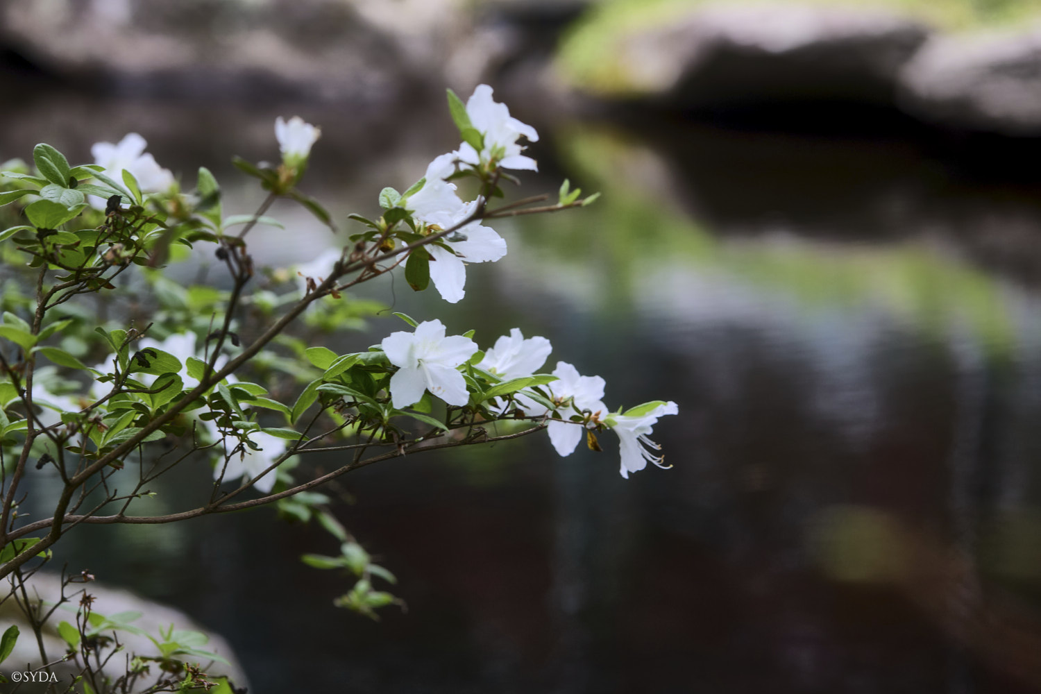 Nature Image