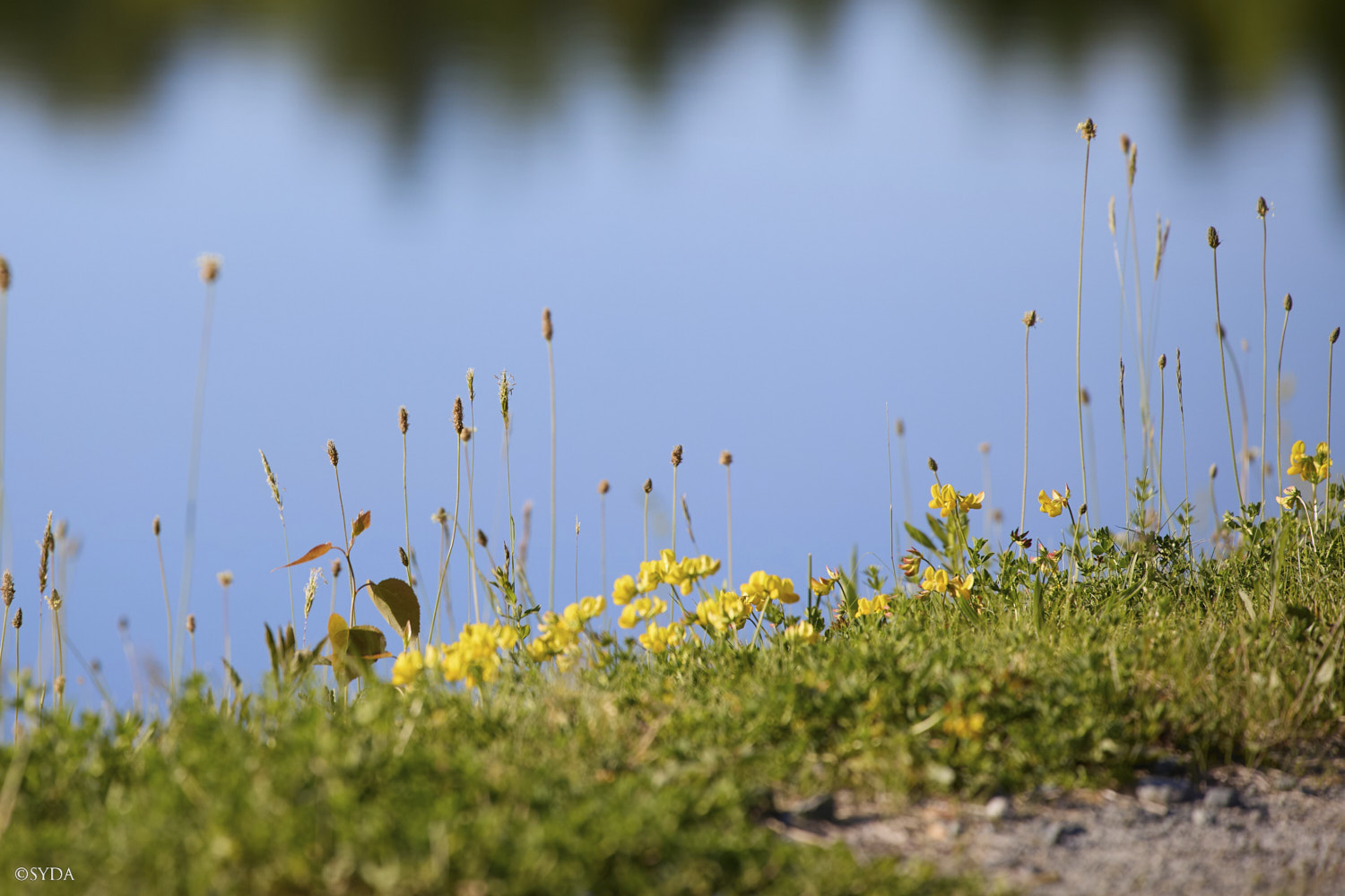 Nature Image