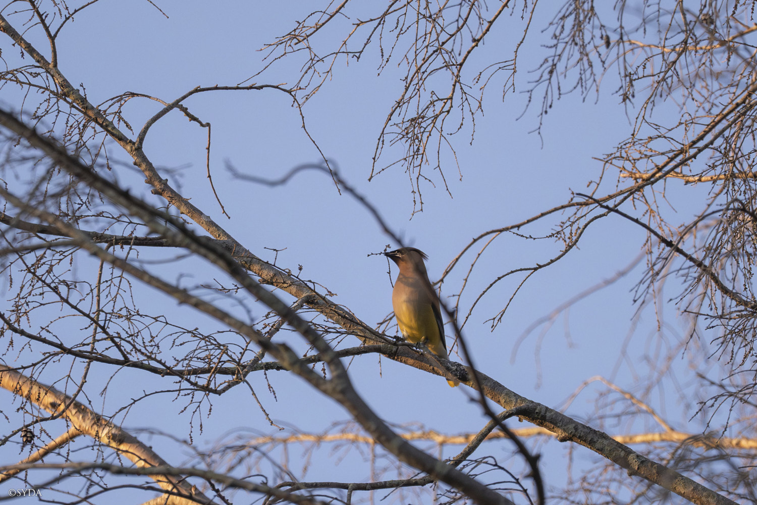 Nature Image