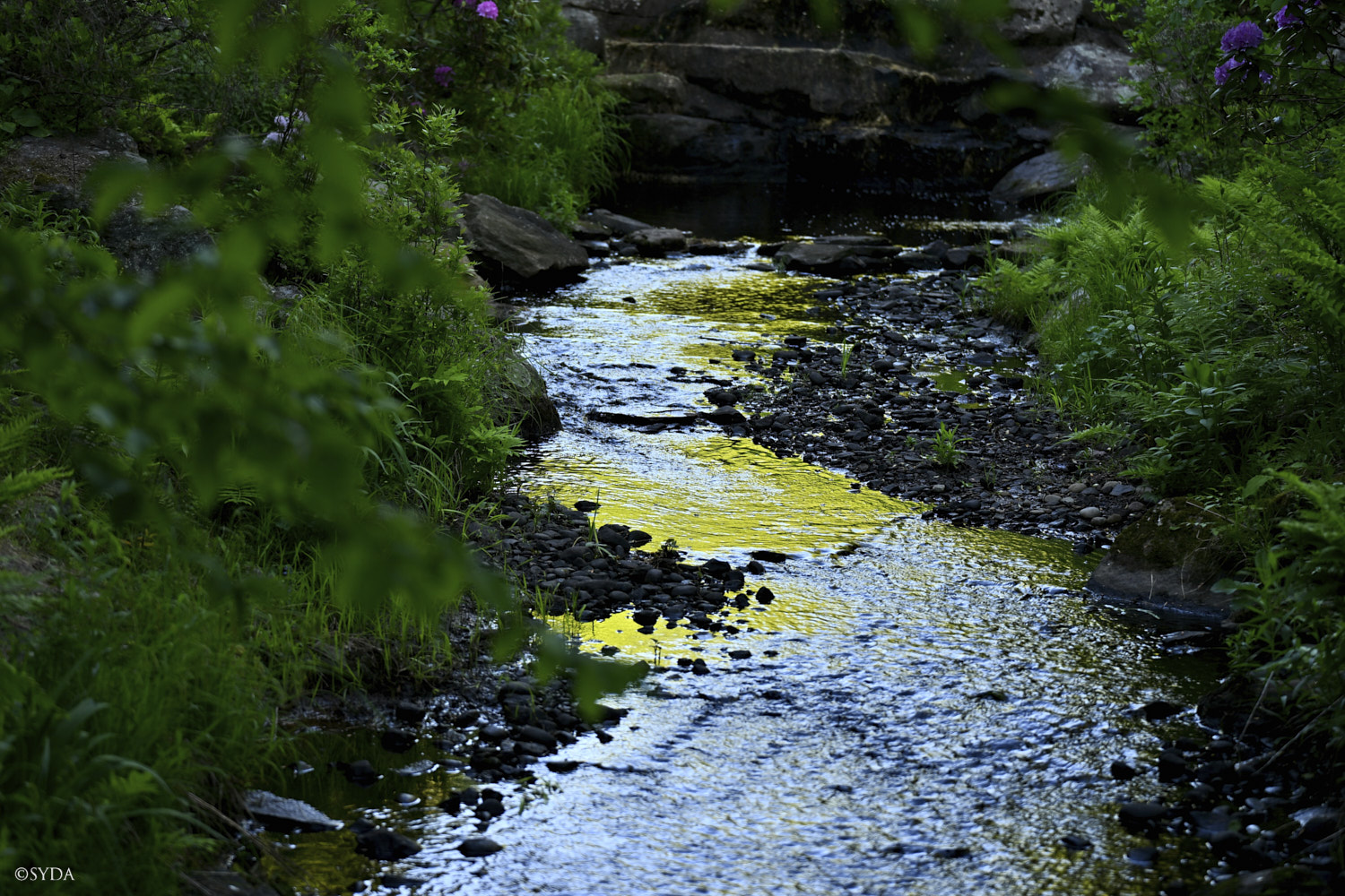 Nature Image