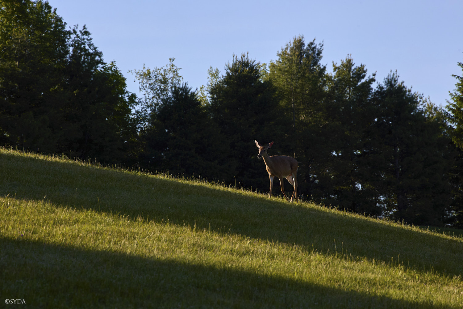 Nature Image