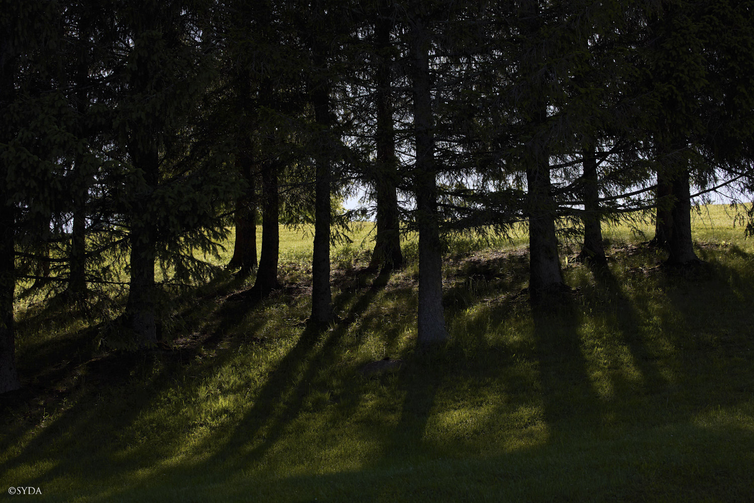 Nature Image