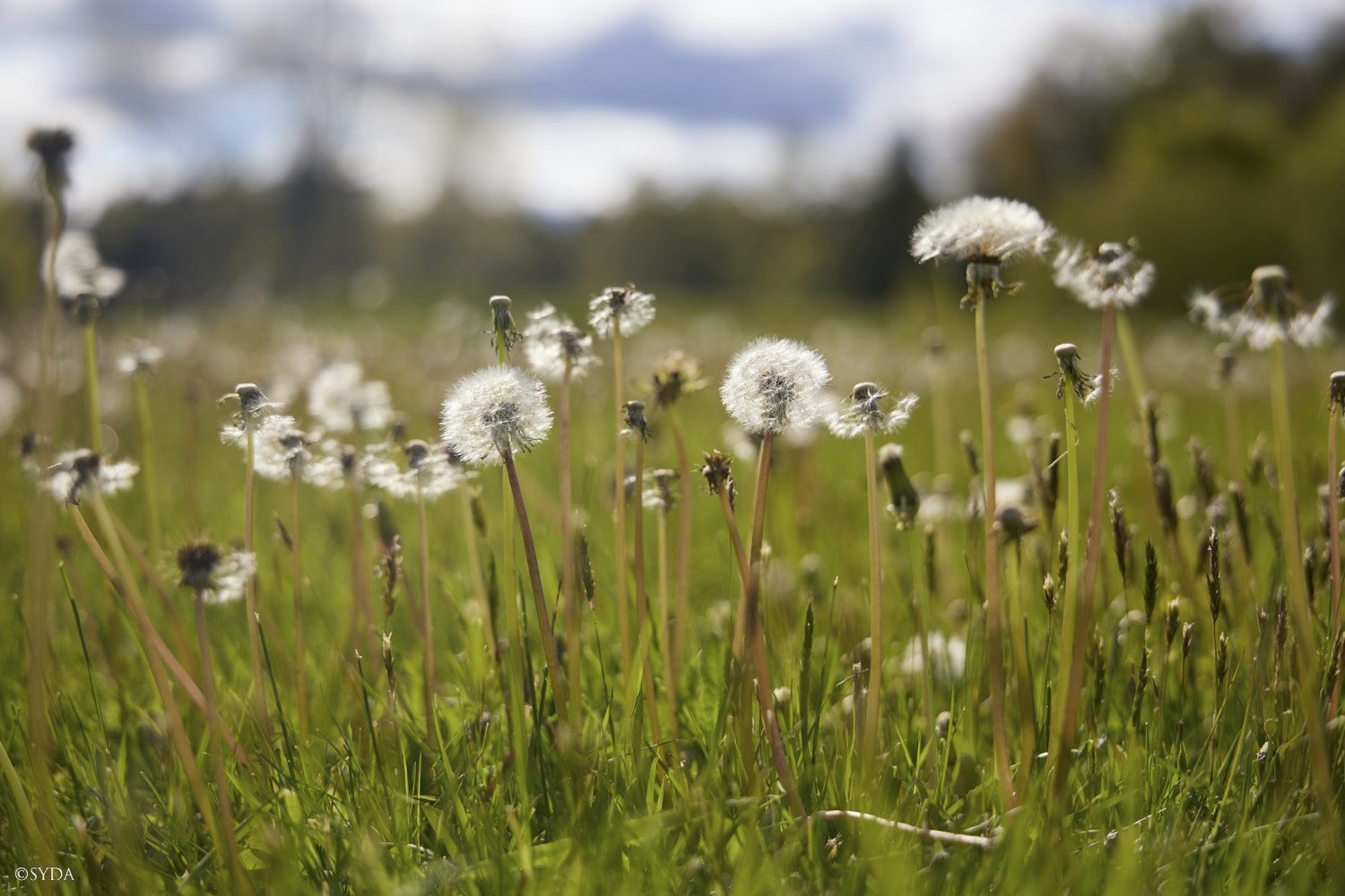 Nature Image