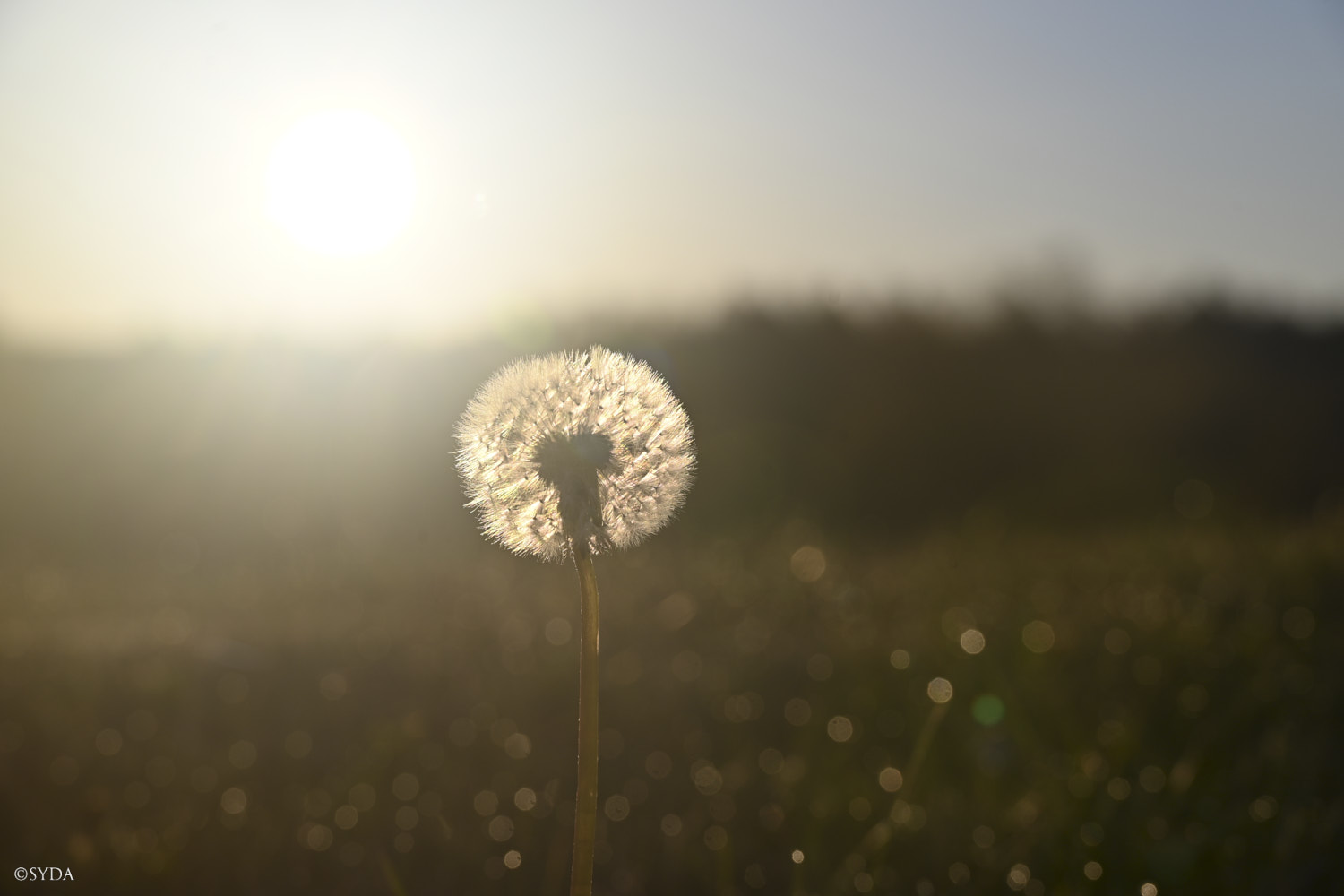 Nature Image