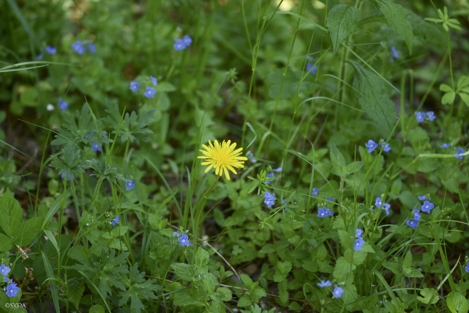 Nature Image