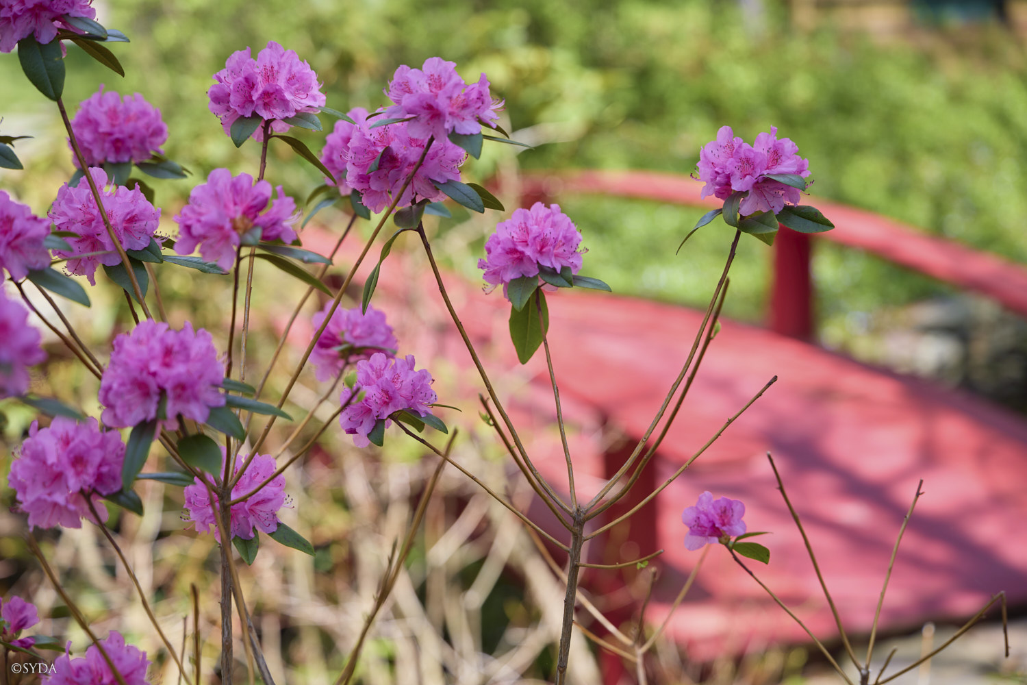 Nature Image