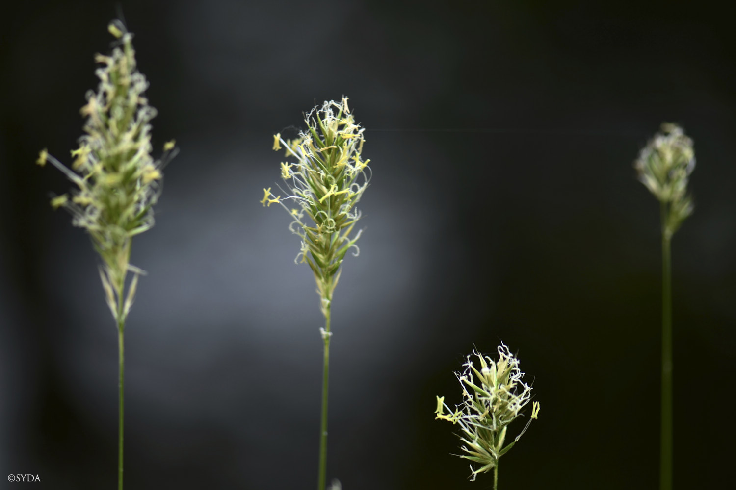 Nature Image