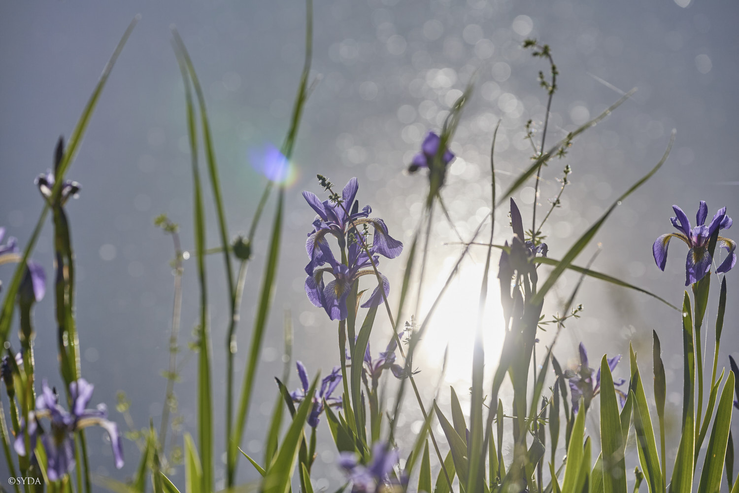 Nature Image